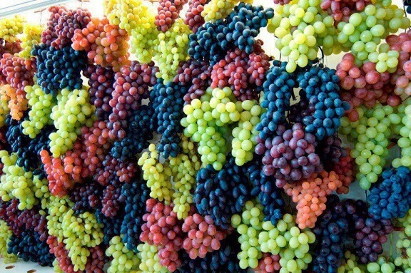Grapes